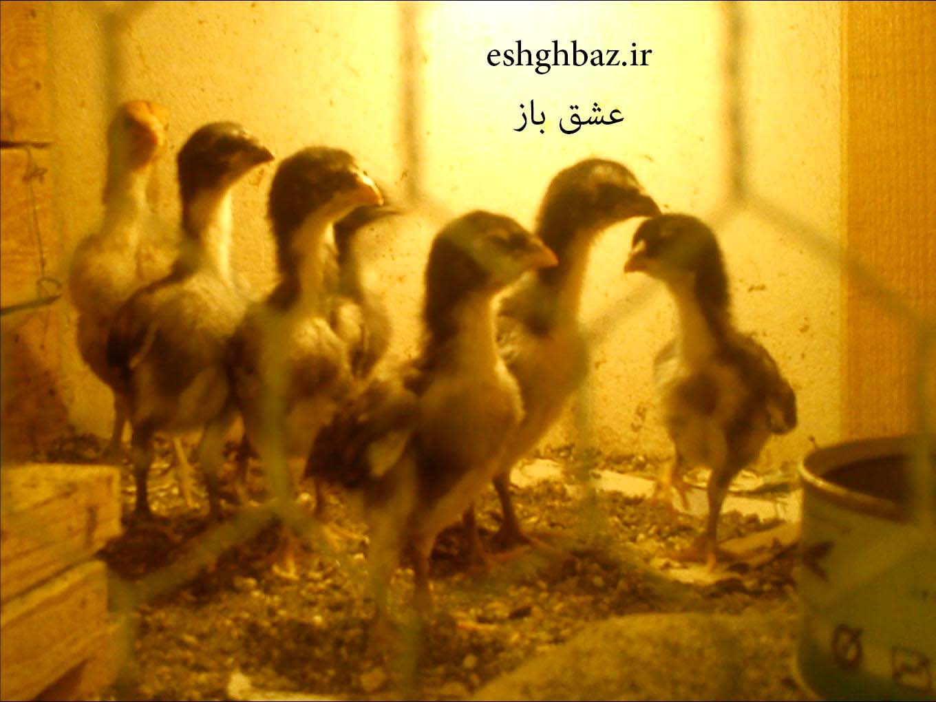 جوجه لاری