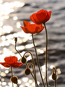 http://s8.picofile.com/file/8282147592/220px_Poppies_in_the_Sunset_on_Lake_Geneva.jpg