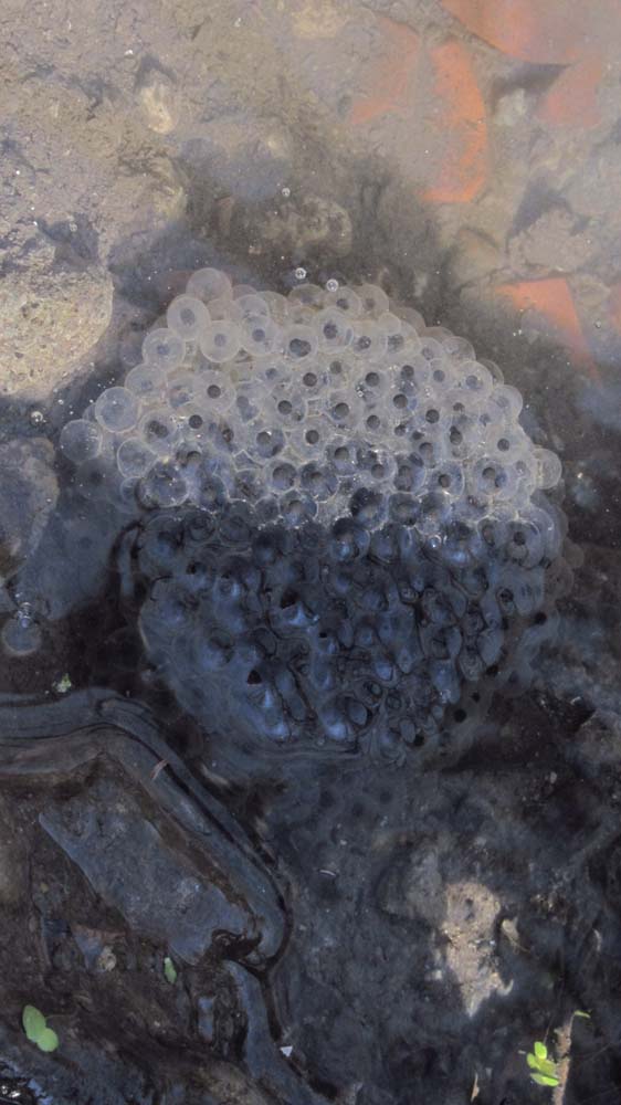 1_2_.JPG (562×1000)