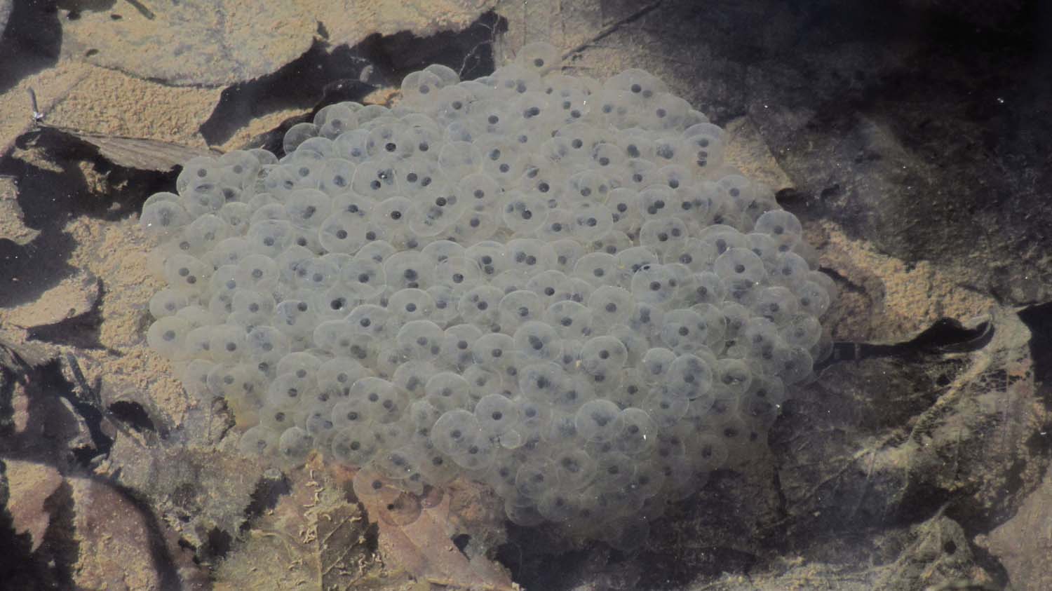 1_4_.JPG (1500×843)