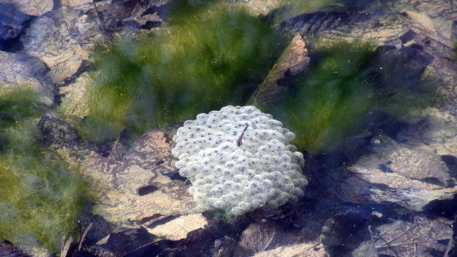 1_6_.JPG (1500×843)