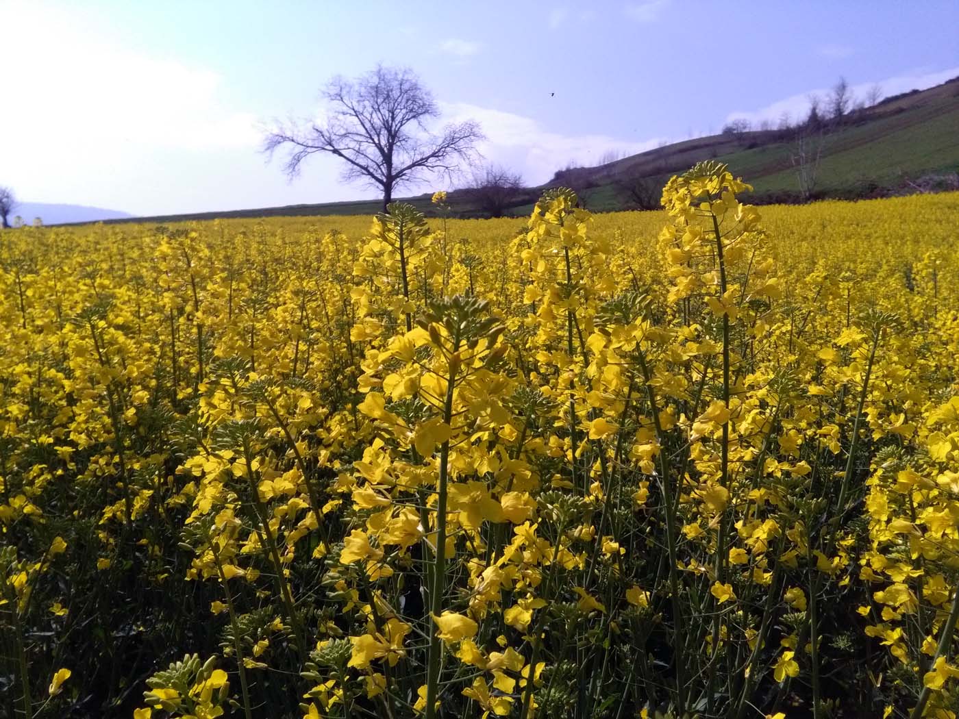 1_1_.jpg (1400×1050)