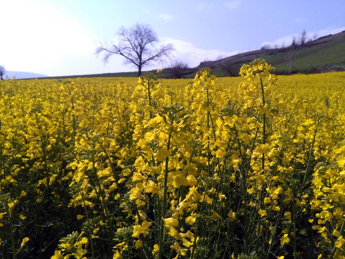 1_2_.jpg (1400×1050)