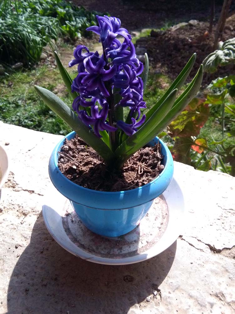 1_5_.jpg (750×1000)