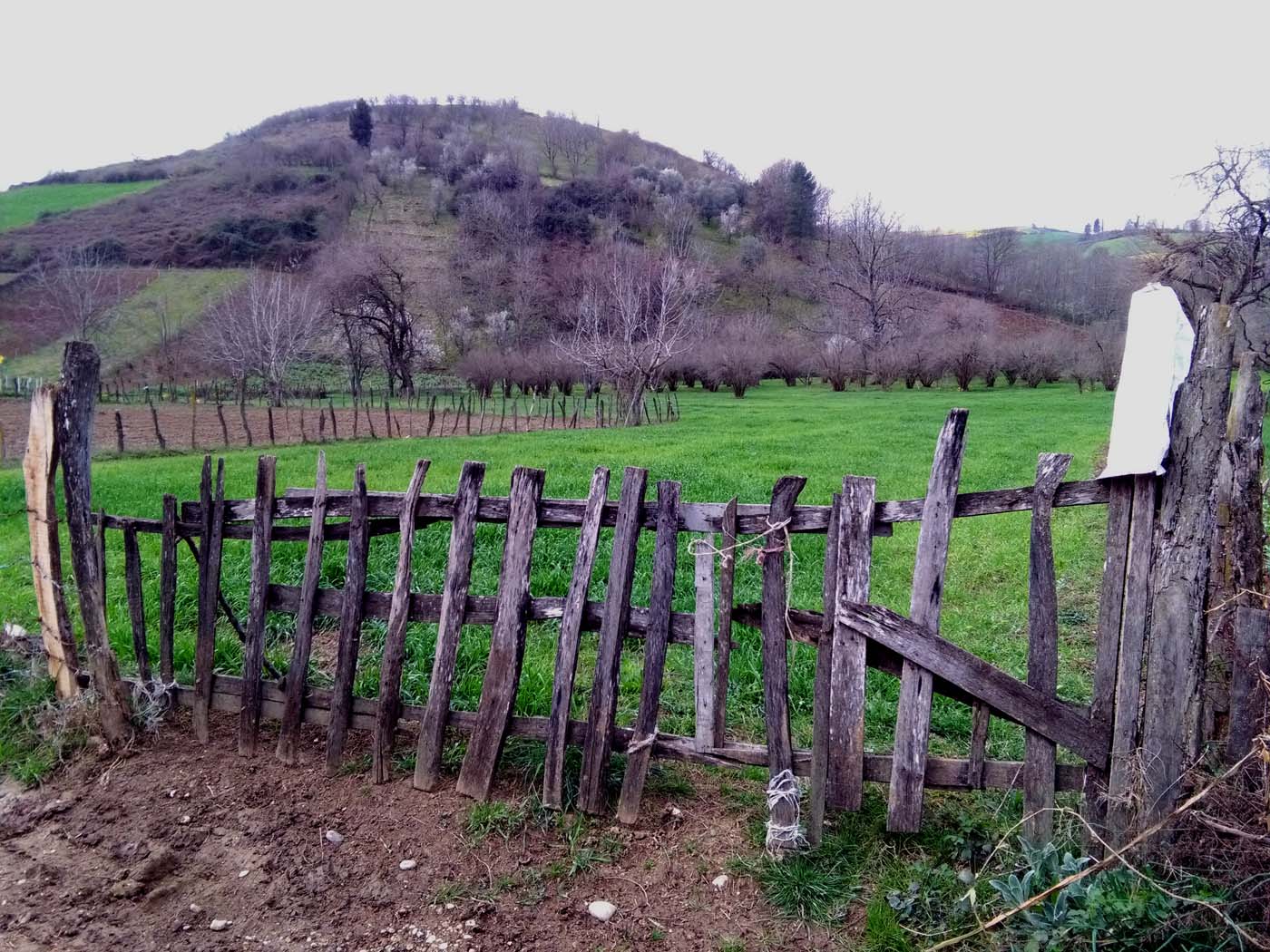 1_15_.jpg (1400×1050)