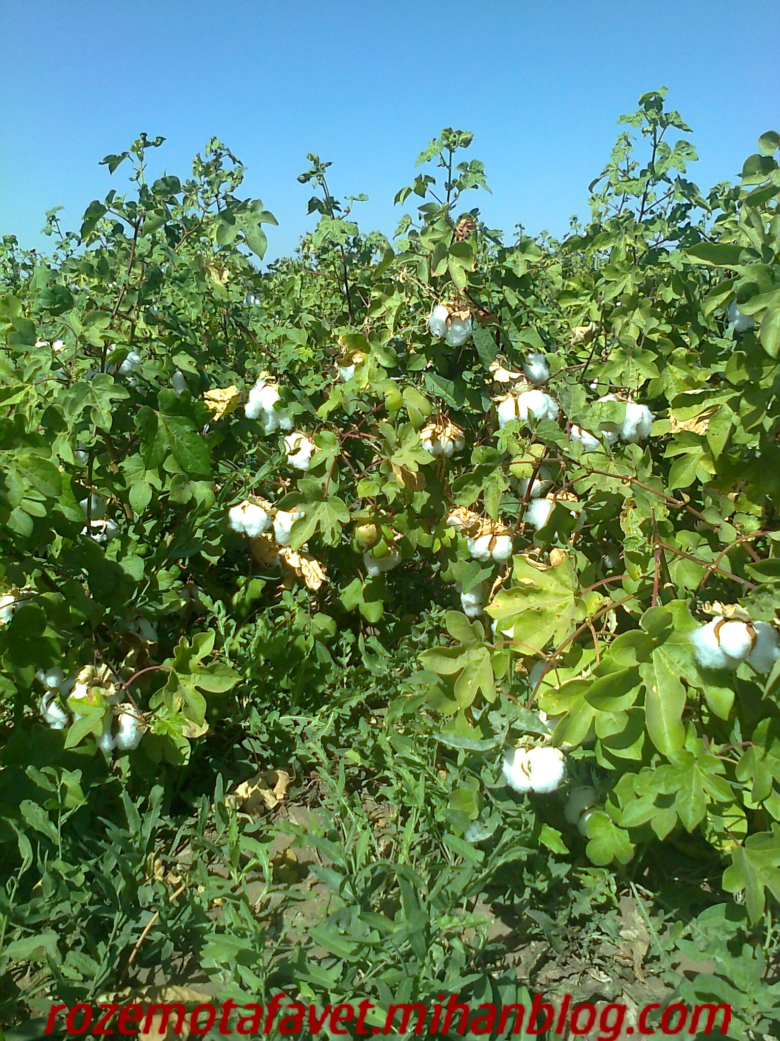 پنبه نایین