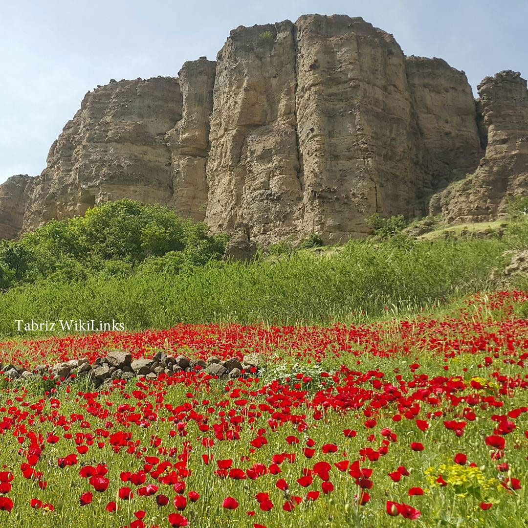 طبیعتگردی