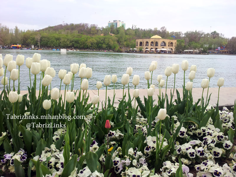 تبریز