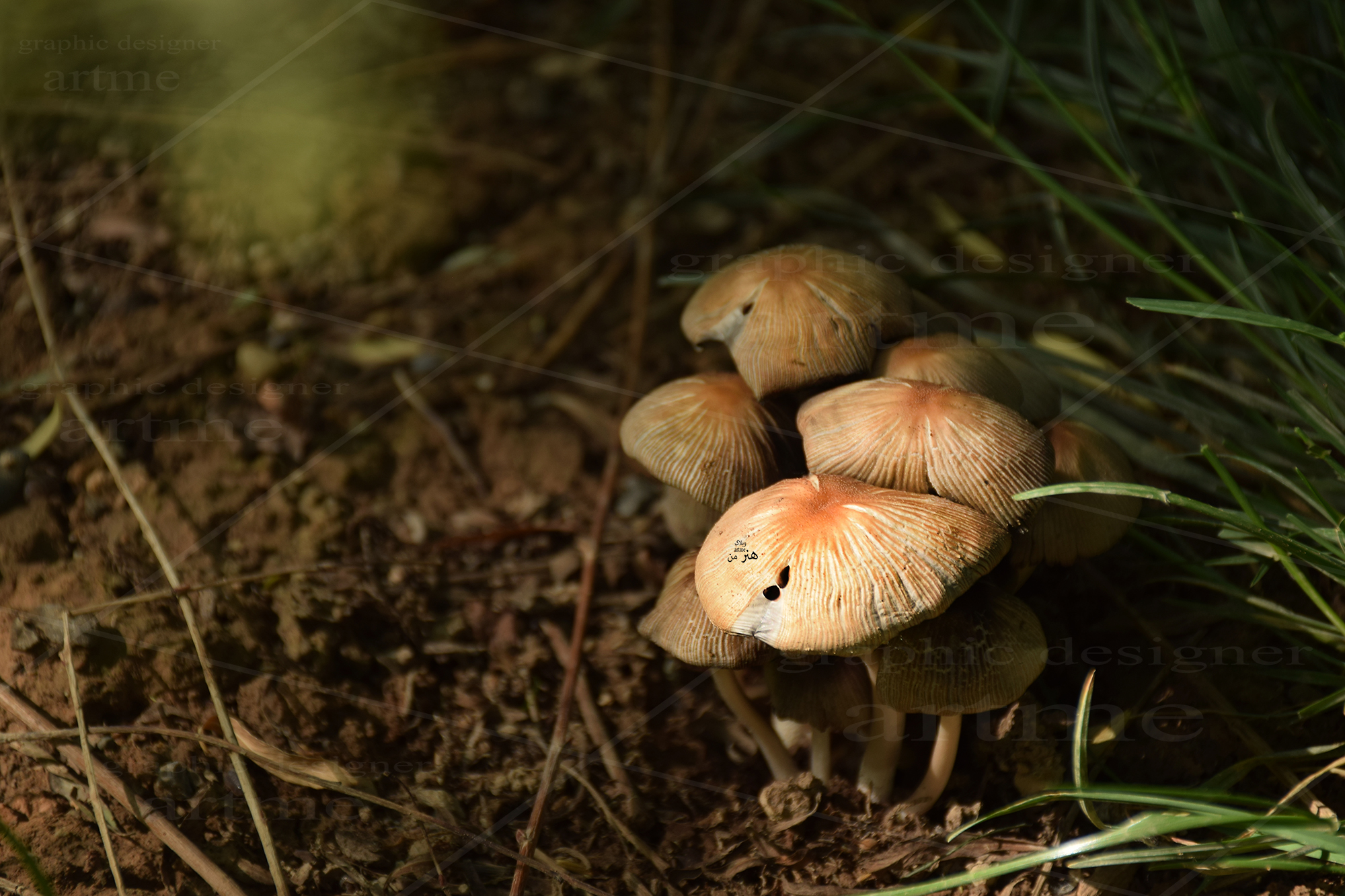 http://s8.picofile.com/file/8294527076/DSC_0096a.jpg