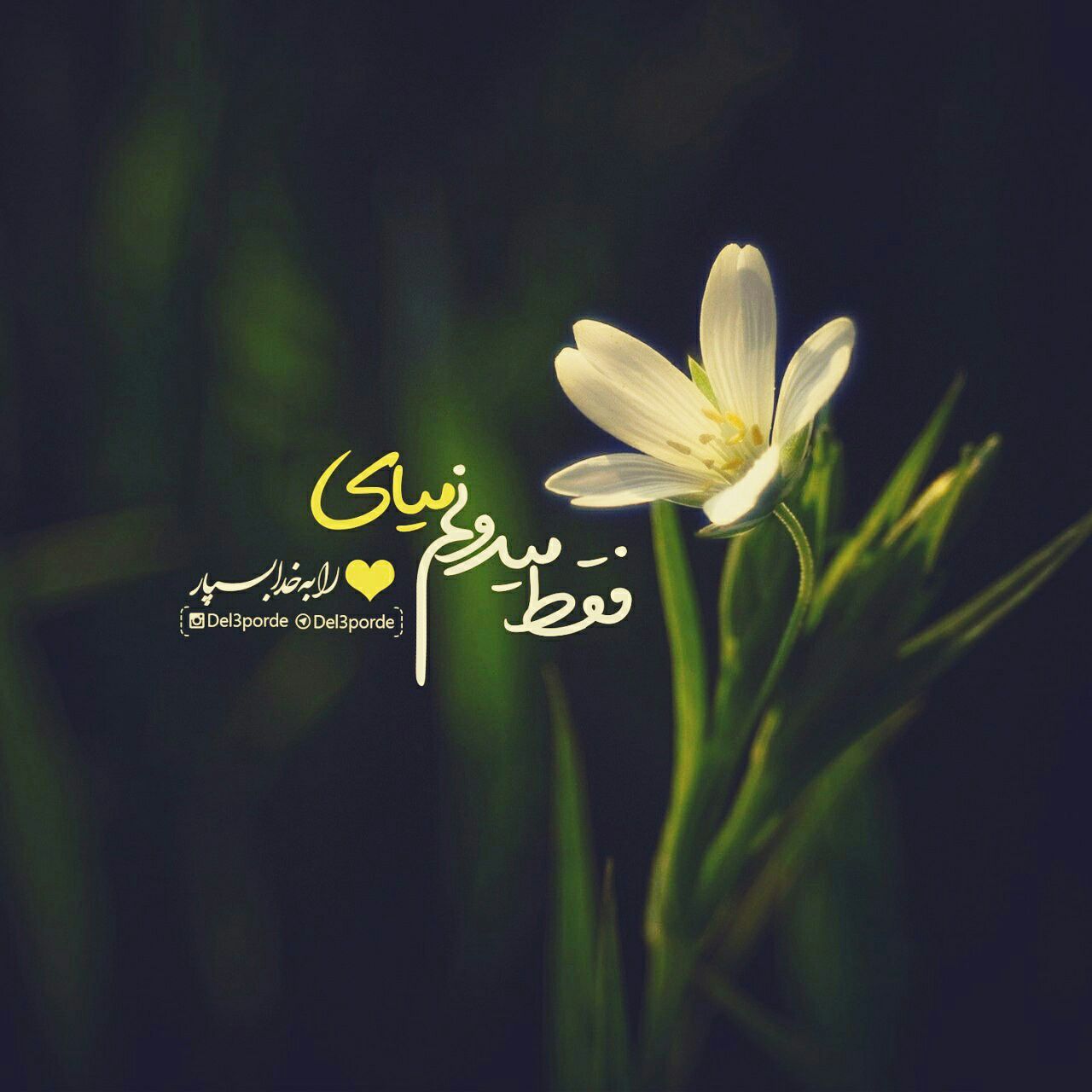 diba77_blogfa_com