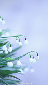 والپیپر گل برای موبایل