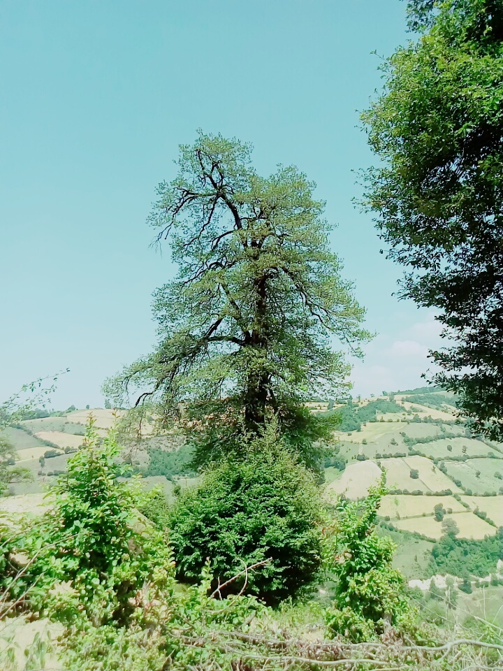 درخت 