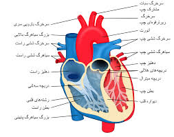 اجزای مختلف قلب