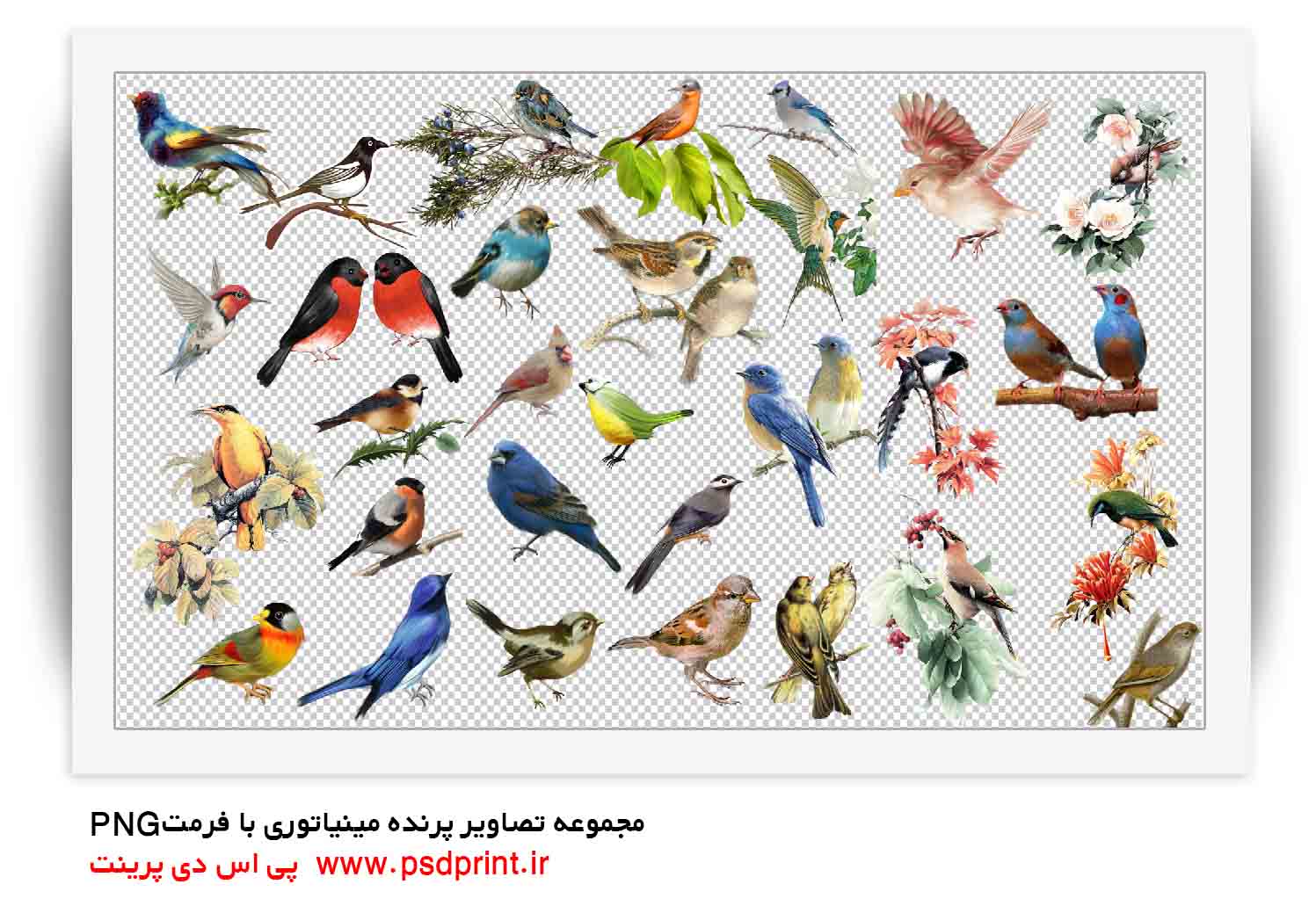 پرنده شیک طراحی png