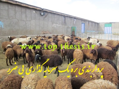 سود پرواربندی بره و گوسفند