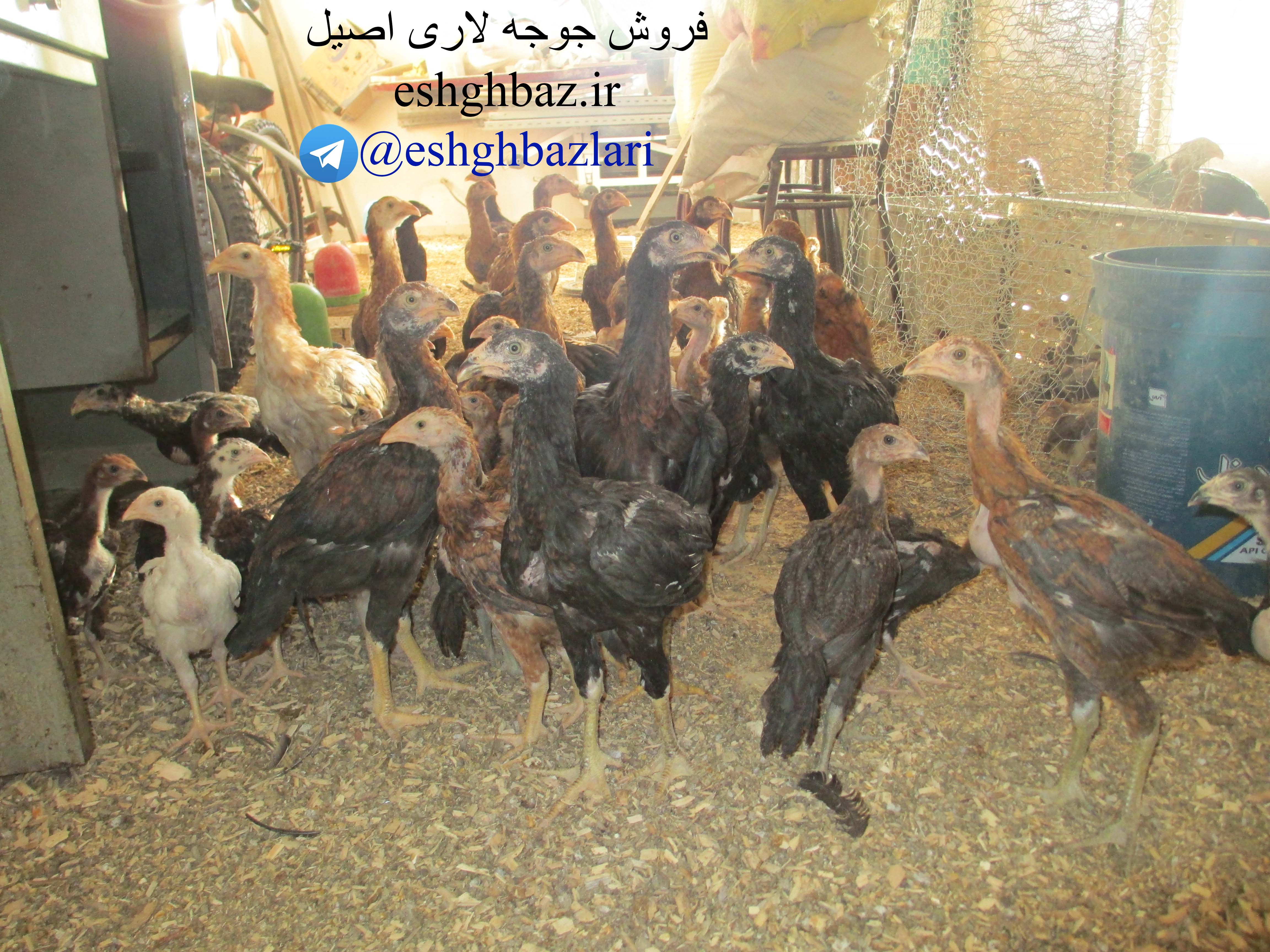 فروش جوجه لاری اصیل