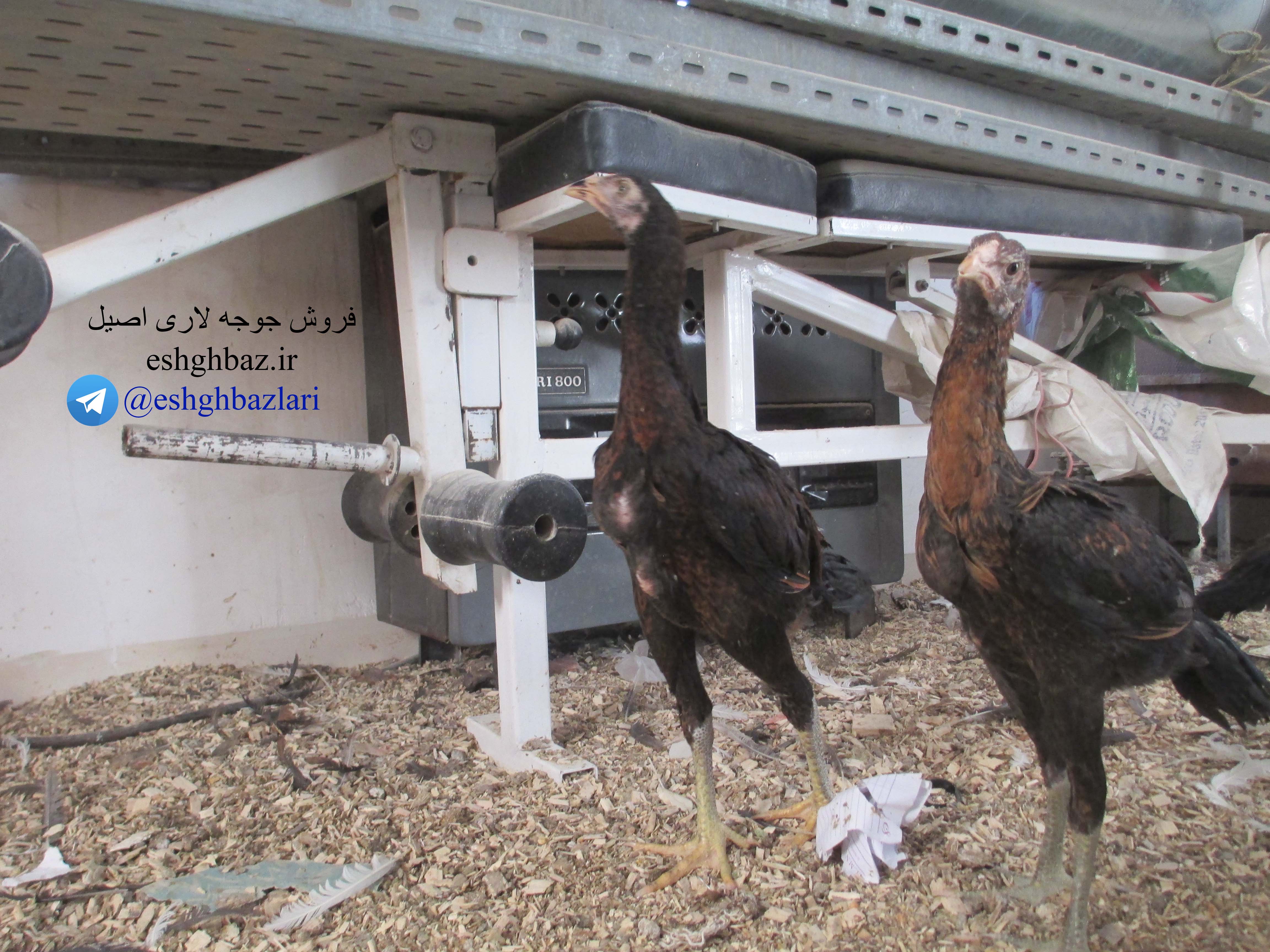 جوجه لاری اصیل