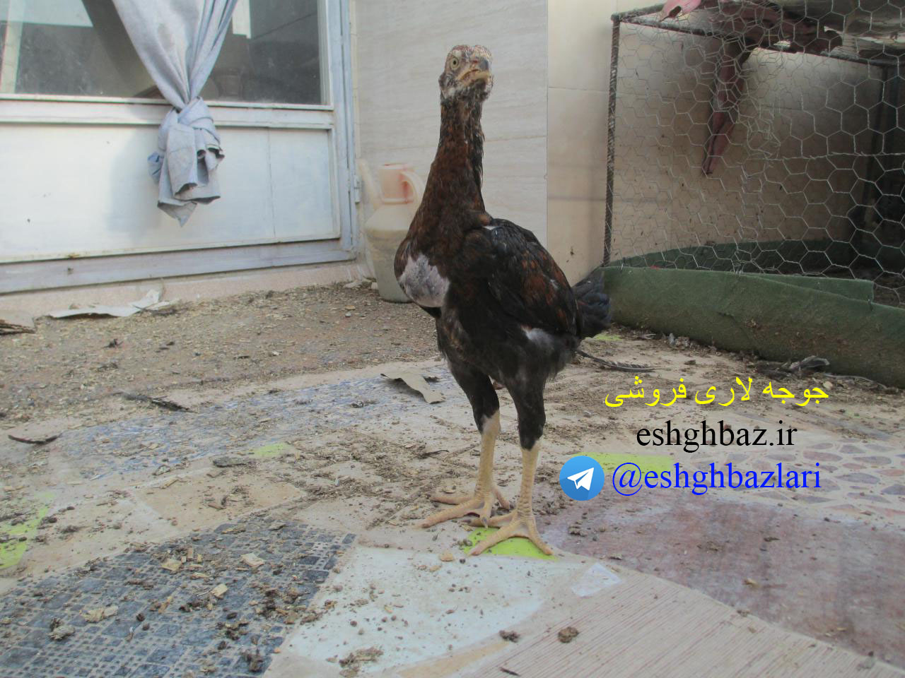 جوجه لاری درجه یک