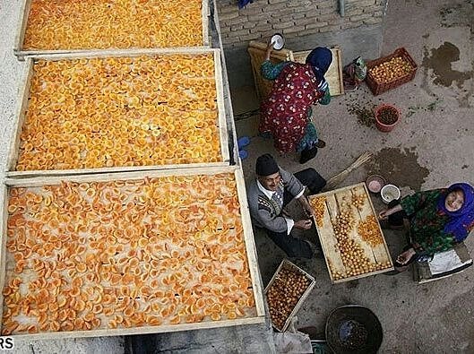 زردآلو