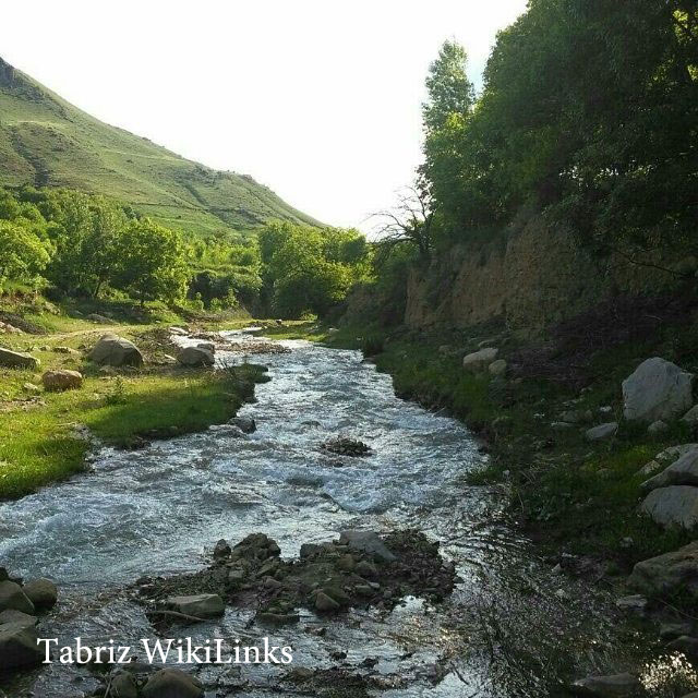 زنوز چای