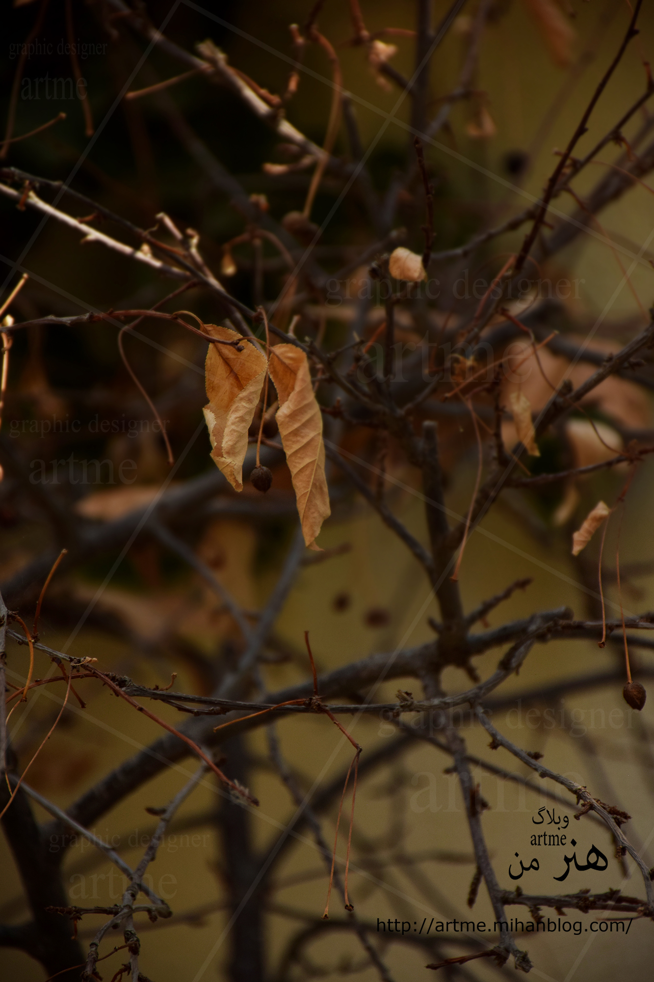 http://s8.picofile.com/file/8305502018/DSC_0826a.jpg