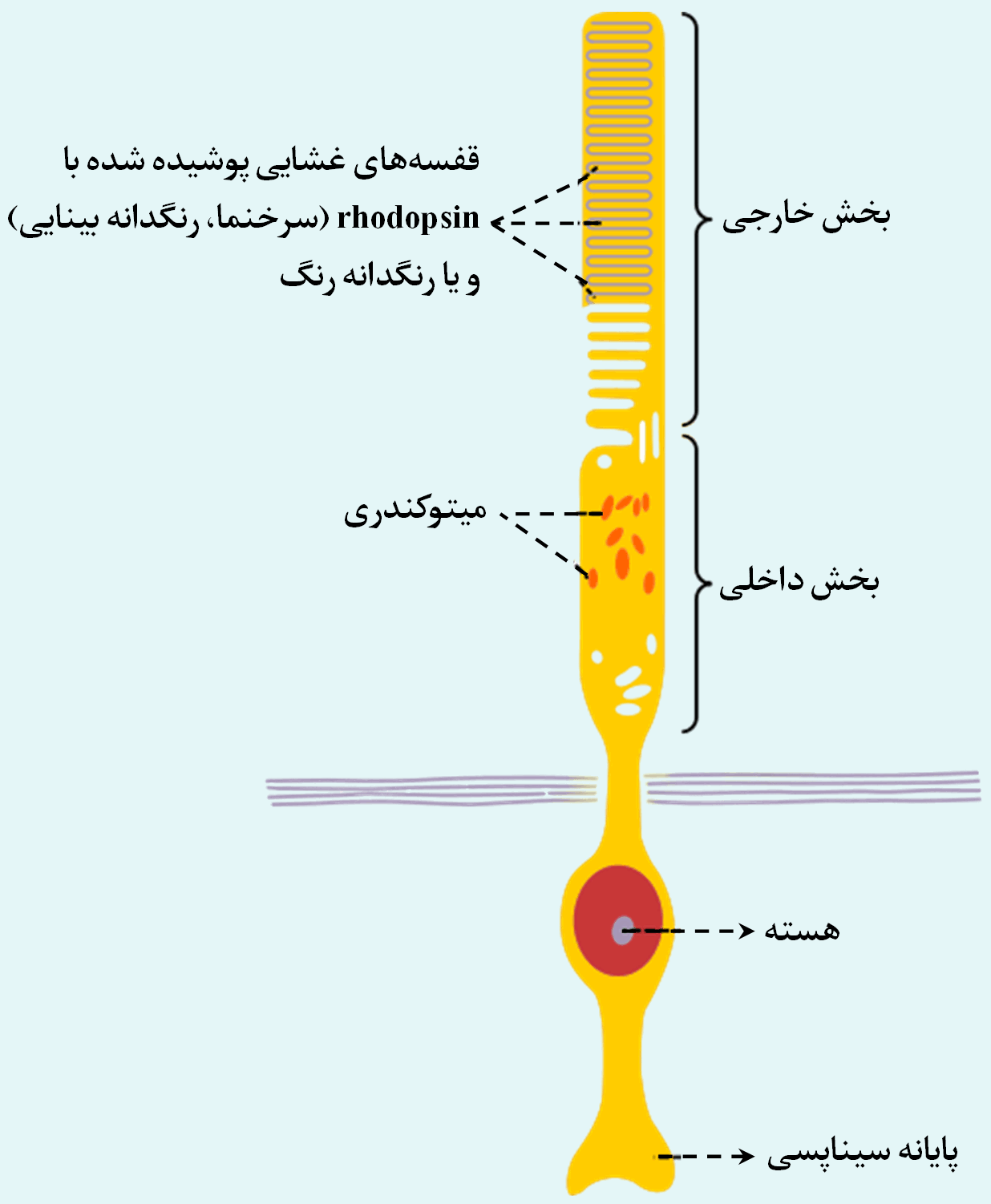 سلول استوانه ای