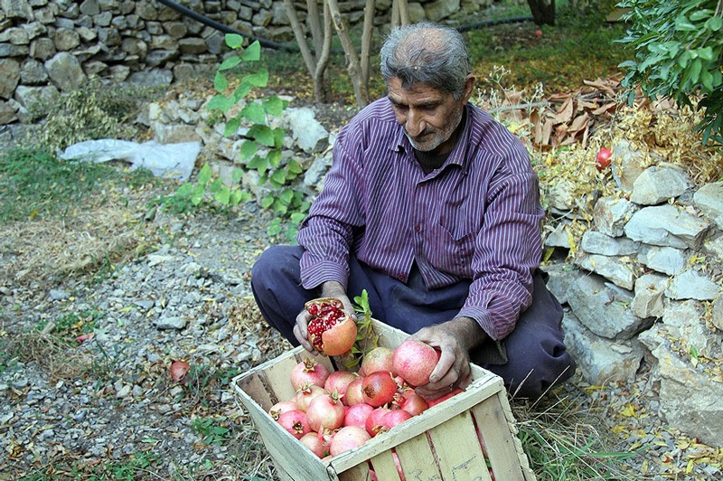 فصل برداشت انار در کردستان