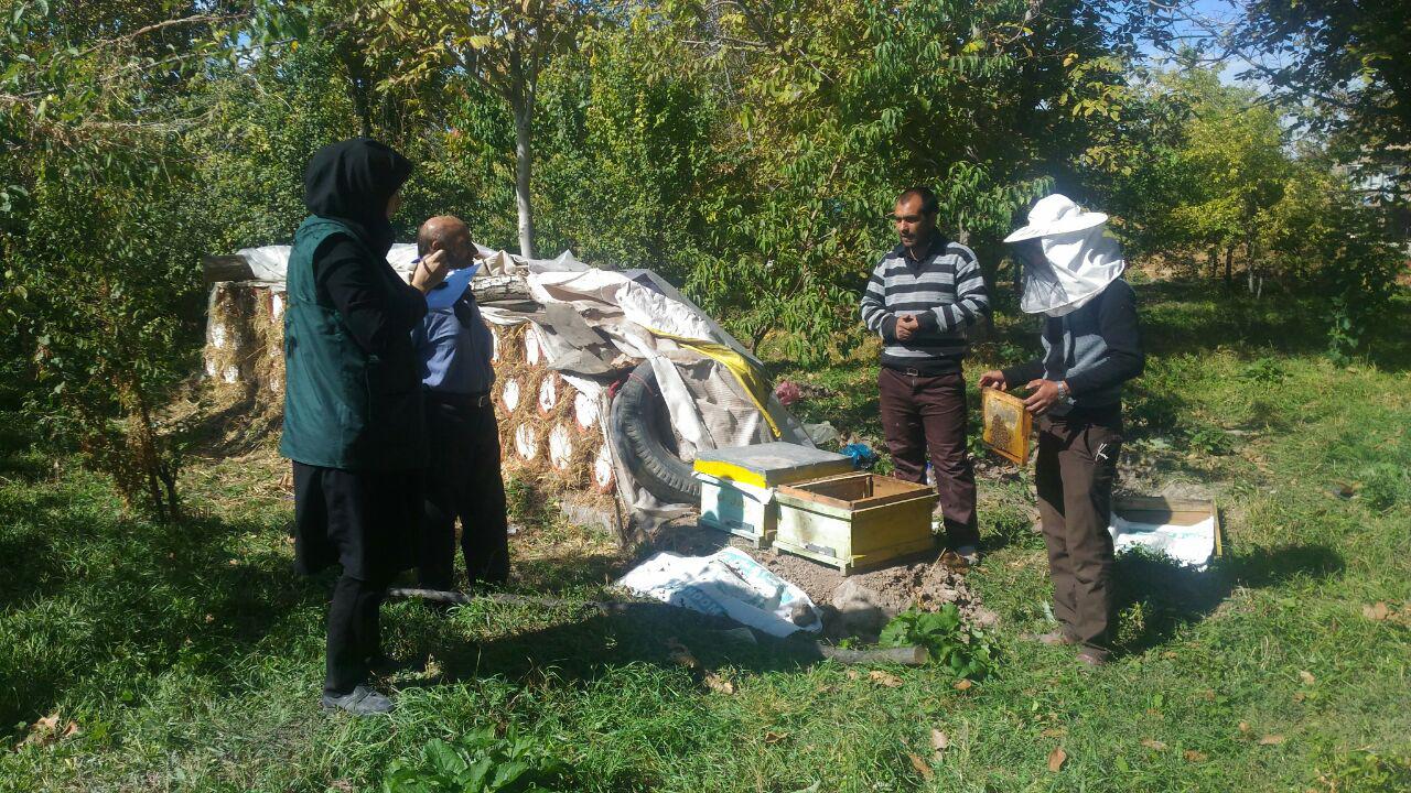 سرشماری زنبورعسل در قاضی جهان همزمان با سایر نقاط شهرستان آذرشهر و سراسر کشور به همت کارشناسان پهنه مدیریت جهادکشاورزی شهرستان آذرشهر انجام شد.
