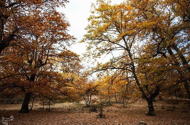 پاییز در جنگل دشت شاد
