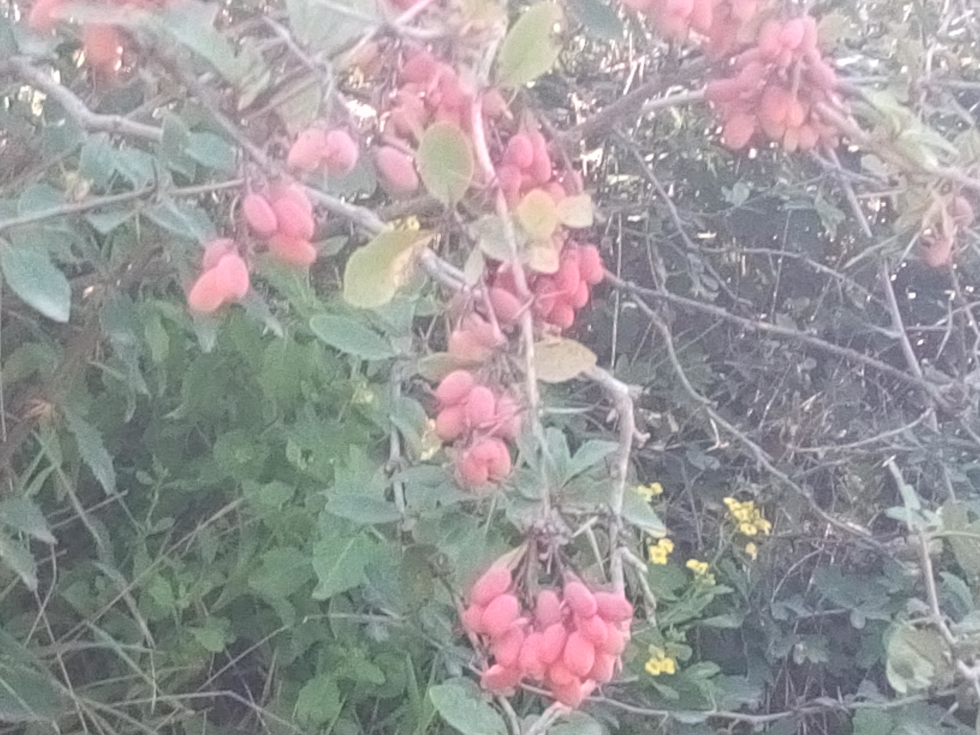 زرشک (میالسک)