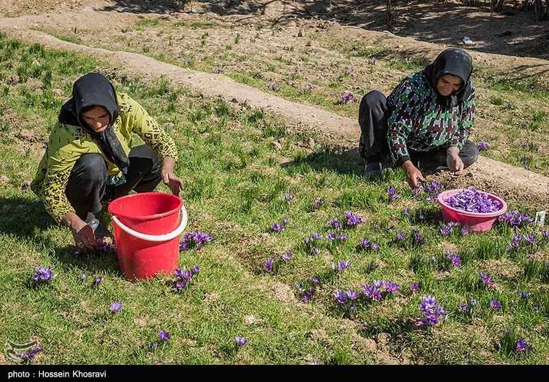 کشت زعفران در استان فارس