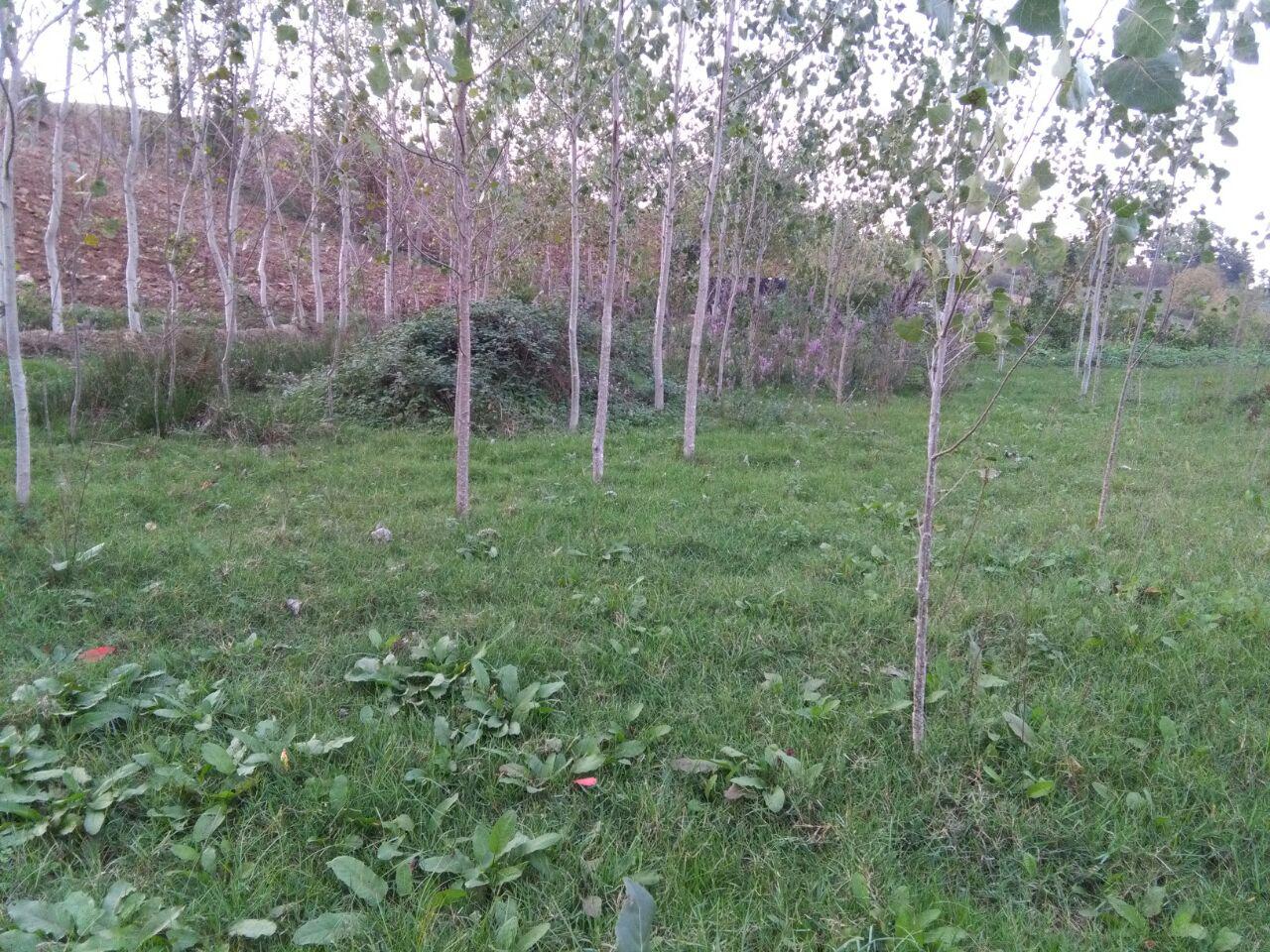 1_6_.jpg (1280×960)