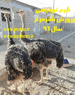 دانلود پروژه کارآفرینی پرورش شترمرغ 96 جدید