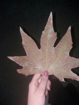 ما را بُوَد این چنین حال عجیب ..