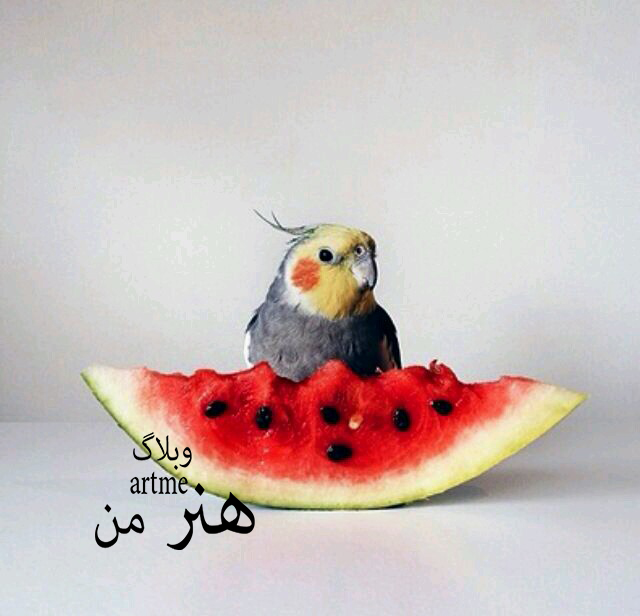http://s8.picofile.com/file/8314579492/1db4bba5e37b23756564deb7873cd938.jpg