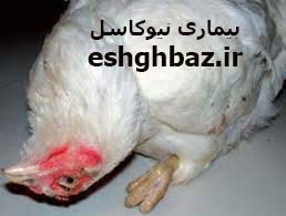 نیوکاسل