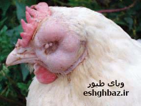 وبای طیور