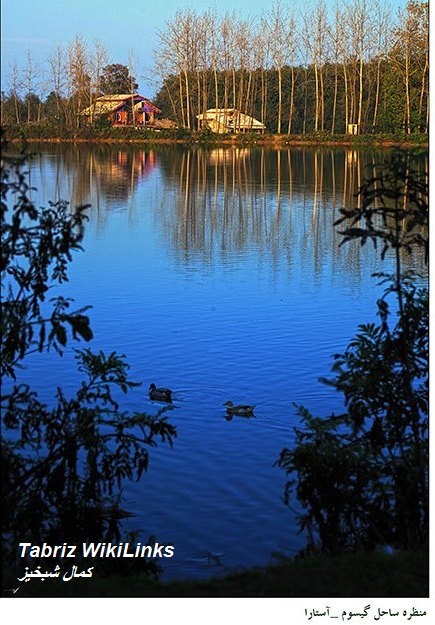 گیسوم