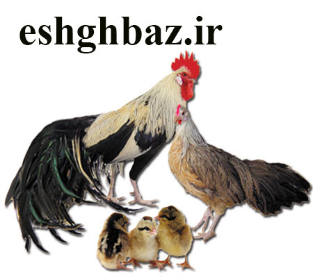 فنیکس