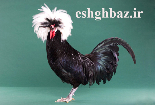 لهستانی