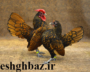 سبرایت