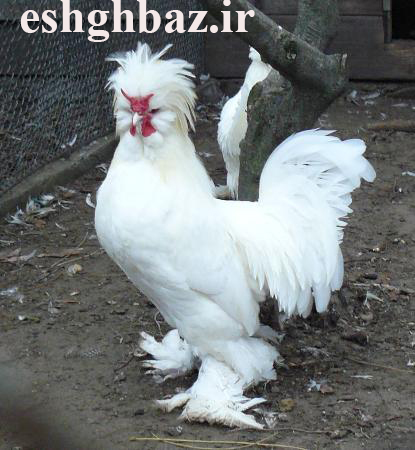 نژاد سلطان sultan chicken