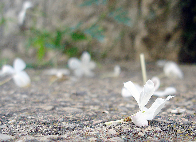 یاس های سر به خاک و واژگون