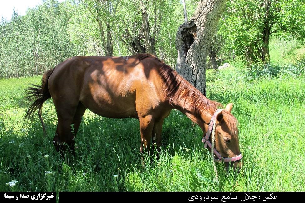 سهند