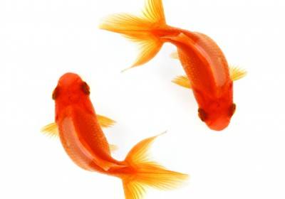 ماهی قرمز سفره هفت سین