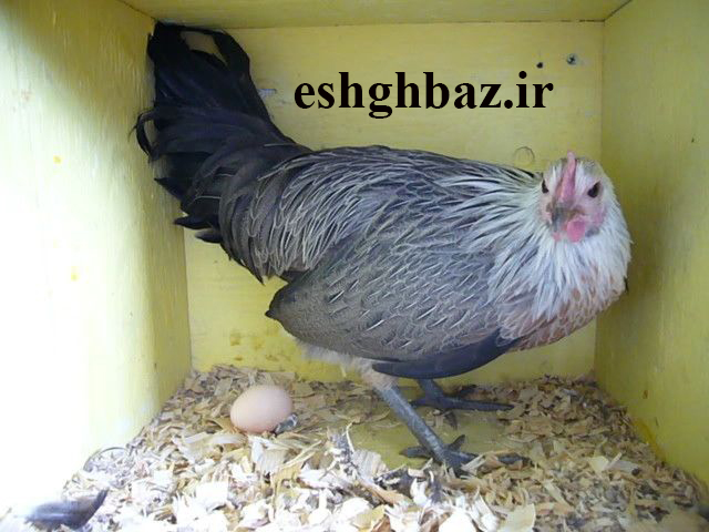 مرغ فونیکس