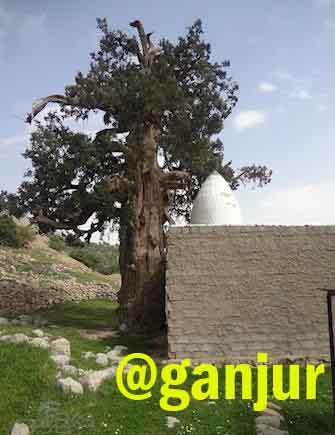 درخت سرو در گنج یابی