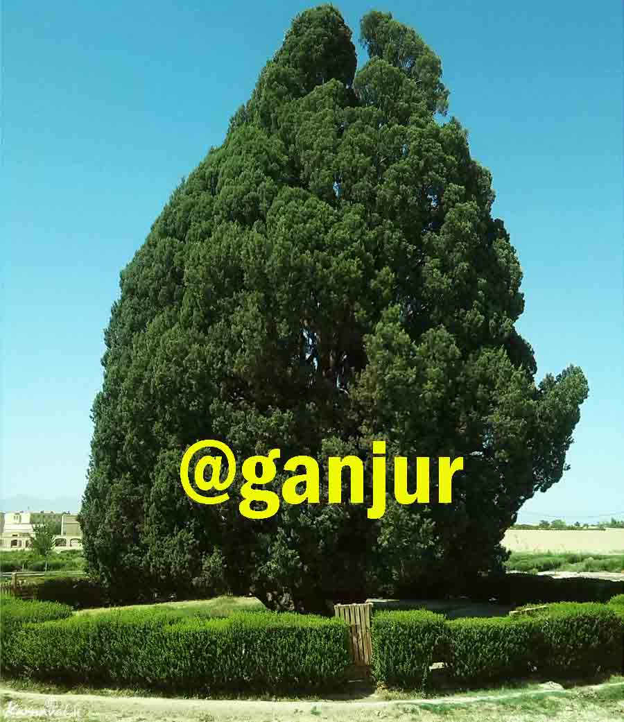 سرو زرتشت