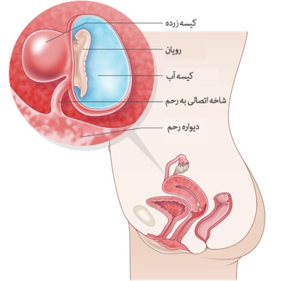 هفته پنجم بارداری
