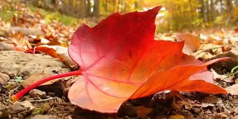 نتیجه تصویری برای چالیش ادین گلندهرحمت اوخوسون سنه